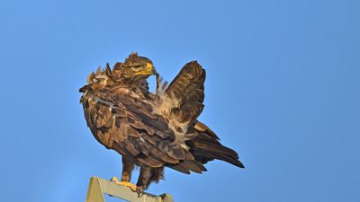 Bozkır Kartalı - Aquila nipalensis kuş fotoğrafı