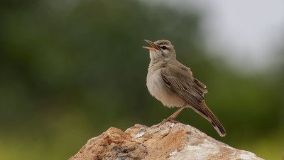 Çalıbülbülü (Cercotrichas galactotes) - Şanlıurfa / Bozova kuş fotoğrafı