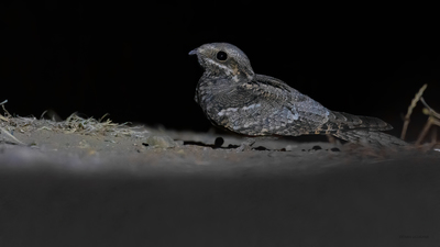 Çobanaldatan (Caprimulgus europaeus) - Bilecik / Bozüyük kuş fotoğrafı