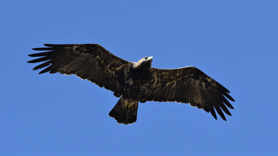 Şah Kartal - Aquila heliaca kuş fotoğrafı