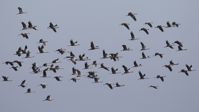 Turna - Grus grus kuş fotoğrafı