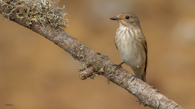Benekli Sinekkapan - Muscicapa striata kuş fotoğrafı