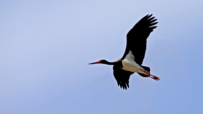Kara Leylek - Ciconia nigra kuş fotoğrafı