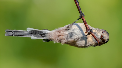 Uzunkuyruklu Baştankara - Aegithalos caudatus kuş fotoğrafı