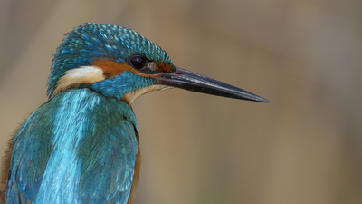 Yalıçapkını - Alcedo atthis kuş fotoğrafı