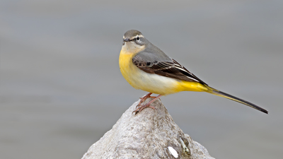 Dağ Kuyruksallayanı - Motacilla cinerea kuş fotoğrafı
