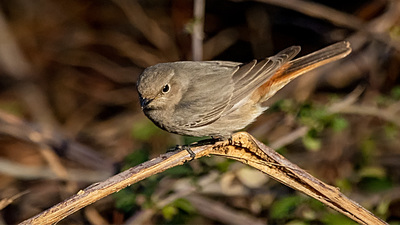 Kara Kızılkuyruk (Phoenicurus ochruros) - Antalya / Konyaaltı kuş fotoğrafı