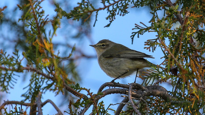 Çıvgın