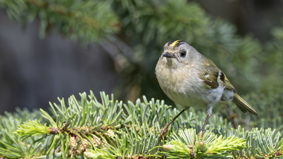 Çalıkuşu - Regulus regulus kuş fotoğrafı