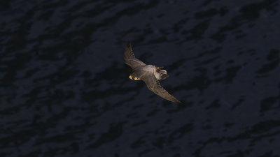 Gök Doğan (Falco peregrinus) - Antalya / Muratpaşa kuş fotoğrafı