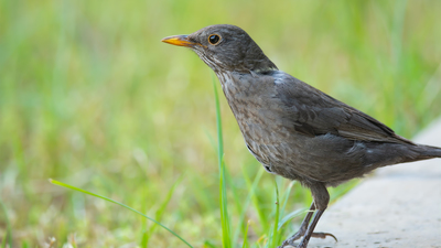 Karatavuk (Turdus merula) - Adana / Yüreğir kuş fotoğrafı