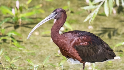 Çeltikçi - Plegadis falcinellus kuş fotoğrafı