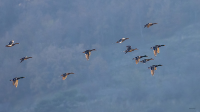 Yeşilbaş - Anas platyrhynchos kuş fotoğrafı