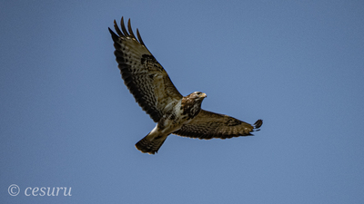 Şahin - Buteo buteo kuş fotoğrafı