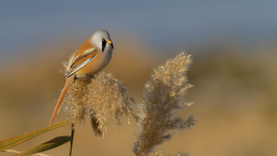 Bıyıklı Baştankara - Panurus biarmicus kuş fotoğrafı