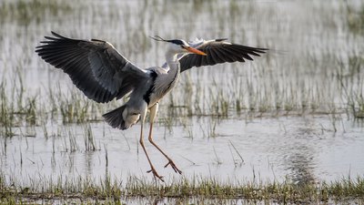 Gri Balıkçıl - Ardea cinerea kuş fotoğrafı