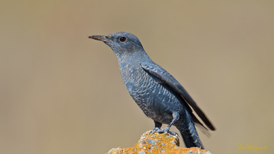 Gökardıç - Monticola solitarius kuş fotoğrafı