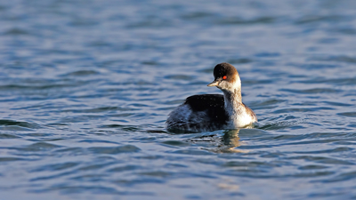 Karaboyunlu Batağan - Podiceps nigricollis kuş fotoğrafı