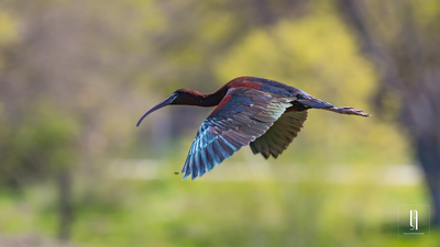 Çeltikçi - Plegadis falcinellus kuş fotoğrafı