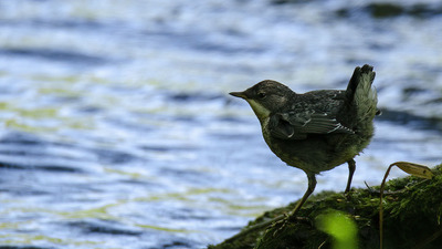 Derekuşu - Cinclus cinclus kuş fotoğrafı