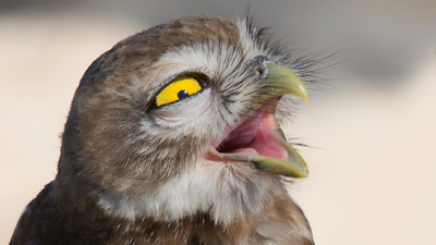 Kukumav - Athene noctua kuş fotoğrafı