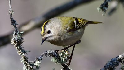 Çalıkuşu (Regulus regulus) - İzmir / Balçova kuş fotoğrafı