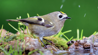 Çalıkuşu - Regulus regulus kuş fotoğrafı