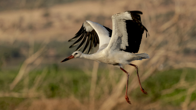 Leylek - Ciconia ciconia kuş fotoğrafı