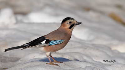 Alakarga - Garrulus glandarius kuş fotoğrafı