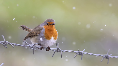 Kızılgerdan (Erithacus rubecula) - Tokat / Merkez kuş fotoğrafı