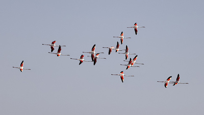 Flamingo - Phoenicopterus roseus kuş fotoğrafı