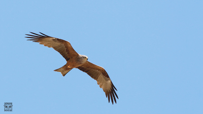 Kara Çaylak - Milvus migrans kuş fotoğrafı