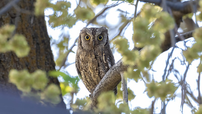 İshakkuşu - Otus scops kuş fotoğrafı