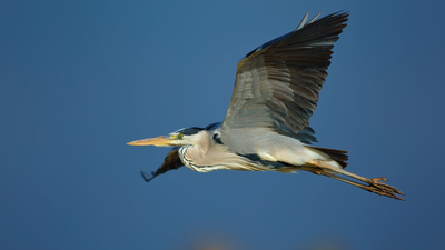 Gri Balıkçıl - Ardea cinerea kuş fotoğrafı
