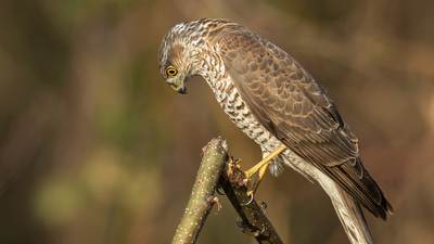 Atmaca - Accipiter nisus kuş fotoğrafı