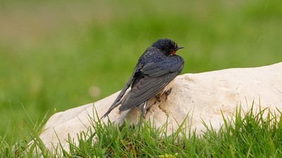 Kır kırlangıcı (Hirundo rustica) - Antalya / Elmalı kuş fotoğrafı