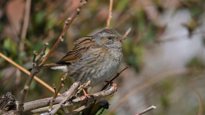 Dağbülbülü (Prunella modularis) - Zonguldak / Kozlu kuş fotoğrafı