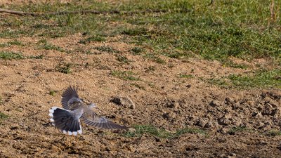 Üveyik (Streptopelia turtur) - Kırklareli / Merkez kuş fotoğrafı