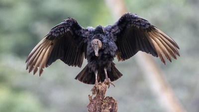 Liste dışı