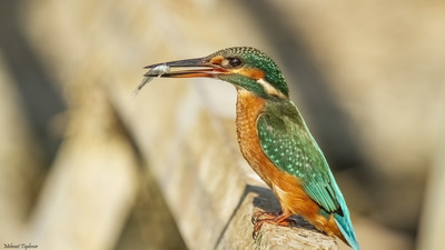 Yalıçapkını - Alcedo atthis kuş fotoğrafı