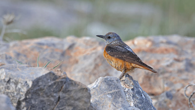 Taşkızılı - Monticola saxatilis kuş fotoğrafı