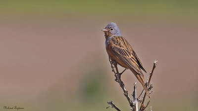 Kızıl Kirazkuşu - Emberiza caesia kuş fotoğrafı