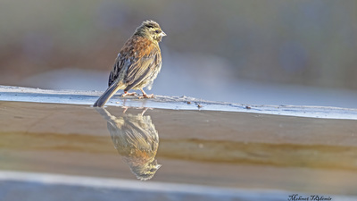 Bahçe Çintesi - Emberiza cirlus kuş fotoğrafı