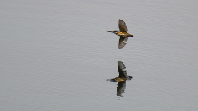 Yalıçapkını (Alcedo atthis) - Şanlıurfa / Bozova kuş fotoğrafı