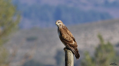 Kızıl Şahin (Buteo rufinus) - Kastamonu / Devrekani kuş fotoğrafı