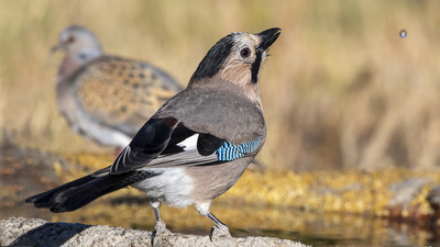 Alakarga - Garrulus glandarius kuş fotoğrafı