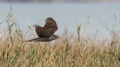 Atmaca (Accipiter nisus) - Mersin / Silifke kuş fotoğrafı