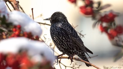 Sığırcık - Sturnus vulgaris kuş fotoğrafı