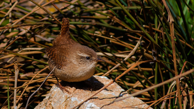 Çıtkuşu - Troglodytes troglodytes kuş fotoğrafı