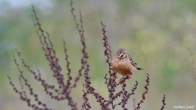 Kirazkuşu - Emberiza hortulana kuş fotoğrafı